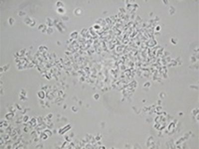 Pharmaceutical Homogenizer