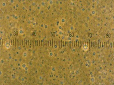 Pharmaceutical Homogenizer